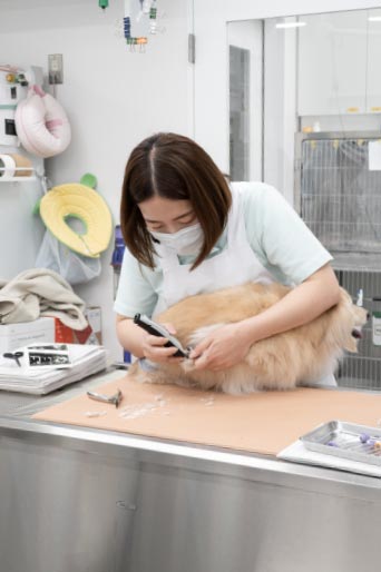 処置中の犬